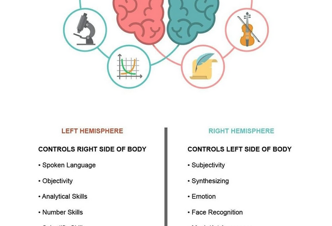  Are you left or right brain hemisphere? Or both?