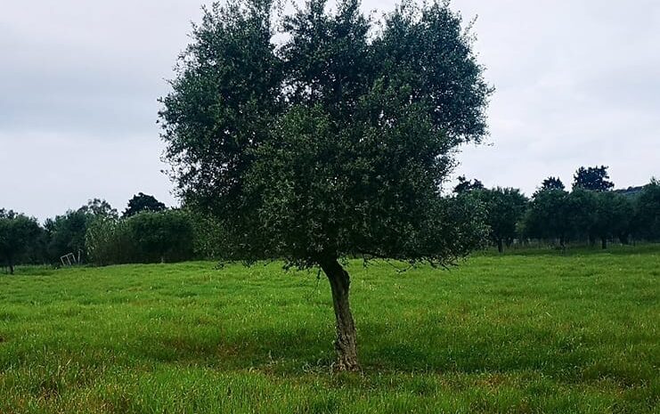  Kalamaki, Achaia, GR